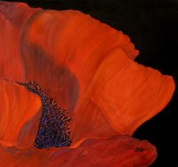 red poppy with black background